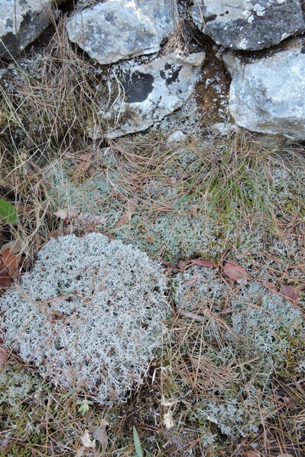 Cladonia sp Lichen